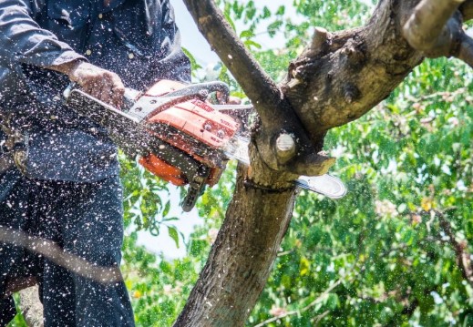 Professional tree removal service